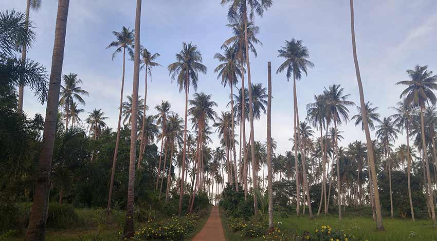 Plantation de noix de coco à Koh Mak